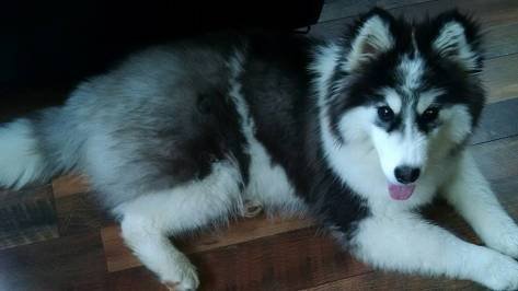 Cute Pomeranian Husky For Sale Near Me