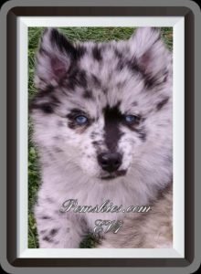 Pomsky Puppy close up