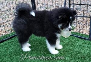 Pomsky Puppies For Sale In Florida Pomskies