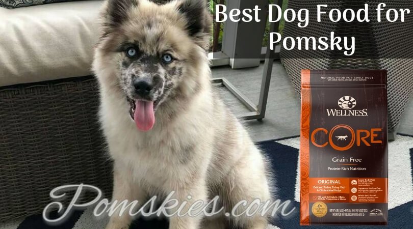 Best Dog Food for Pomskys: Tailored Nutrition for Your Husky-Spitz Companion