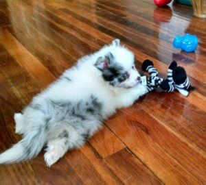 Pomsky Puppy Playing